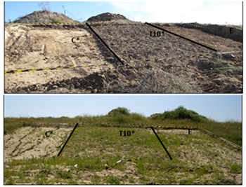 Ejemplo de uno de los bloques experimentales, al inicio del experimento (arriba) y a los 20 meses (abajo).