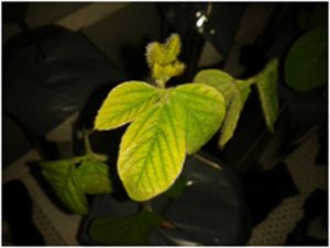 Síntomas de deficiencia de hierro en hoja de soja. /UAM