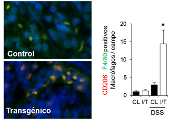 Las mitocondrias enseñan al intestino a defenderse de la inflamación modulando su respuesta inmune Las mitocondrias enseñan al intestino a defenderse de la inflamación modulando su respuesta inmune