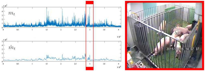 Patrón de movimientos e imagen del grupo de cerdos de los experimentos. / Visavet. Patrón de movimientos e imagen del grupo de cerdos de los experimentos. / Visavet.