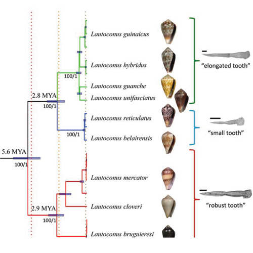 Relaciones de parentesco de las especies estudiadas que, tras los análisis genéticos, han pasado de 15 a 12 (8 aquí representadas). A la derecha aparece el detalle de las diferentes rádulas (dentadura de algunos moluscos que en los conos han evolucionado en arpones) en función del grupo de especies. A la izquierda se muestra la separación en millones de años de los principales linajes/ Rafael Zardoya Relaciones de parentesco de las especies estudiadas que, tras los análisis genéticos, han pasado de 15 a 12 (8 aquí representadas). A la derecha aparece el detalle de las diferentes rádulas (dentadura de algunos moluscos que en los conos han evolucionado en arpones) en función del grupo de especies. A la izquierda se muestra la separación en millones de años de los principales linajes/ Rafael Zardoya