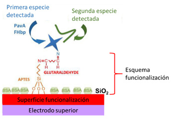 Esquema del proceso de funcionalización de la superficie y la unión de especies bajo análisis.