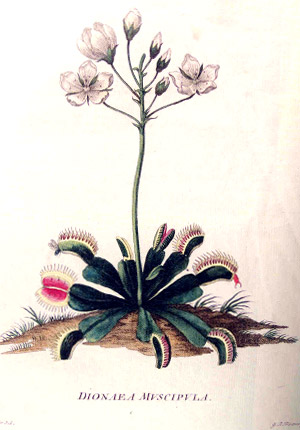 Lámina de la obra: De Dionaea Miocifula. Iohann Ellin. Museo Nacional de Ciencias Naturales
