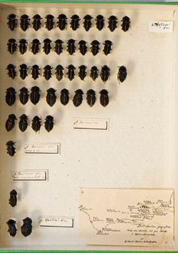 Ejemplares del género Asida