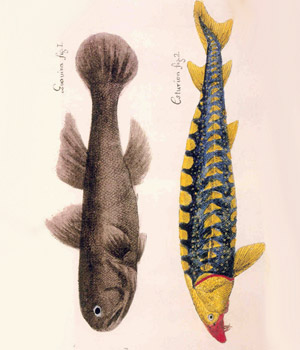 Descripción de diferentes piezas de Historia Natural. La Habana, 1787. Museo Nacional de Ciencia Naturales