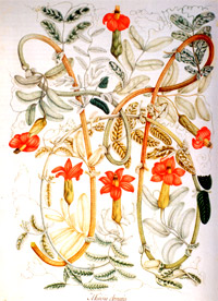 Mutisa clematis. Témpera