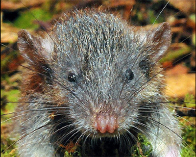 <i>Gracilimus radix</i> en el campo. Localidad: Isla de Célebes, Indonesia. / Kevin Rowe, Museums Victoria 