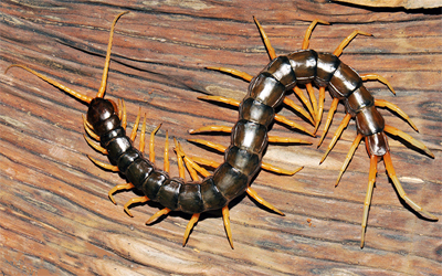 Scolopendra cataracta</i> el mayor cienpiés que se
conoce con 20 cm de longitud . Localidad: Laos. / Siriwut,
Edgecombe y Panha