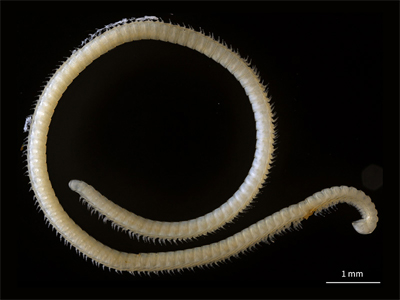 <i>Illacme tobini</i>, un milpiés del parque Seguolla. Localidad:  EE.UU. 
 / Paul Marek, Virginia