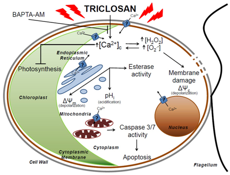 Esquema de las respuestas celulares desencadenadas por el Triclosan en Chlamydomonas reinhardtii. Modificado de González-Pleiter et al. (2017)